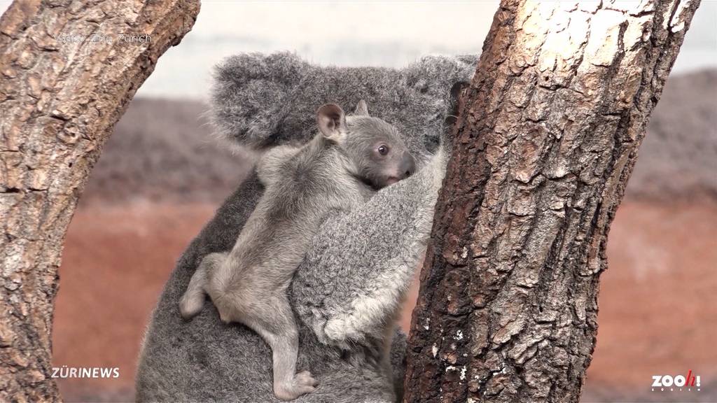 Koala-Junges im Zoo Zürich zeigt sich zum ersten Mal