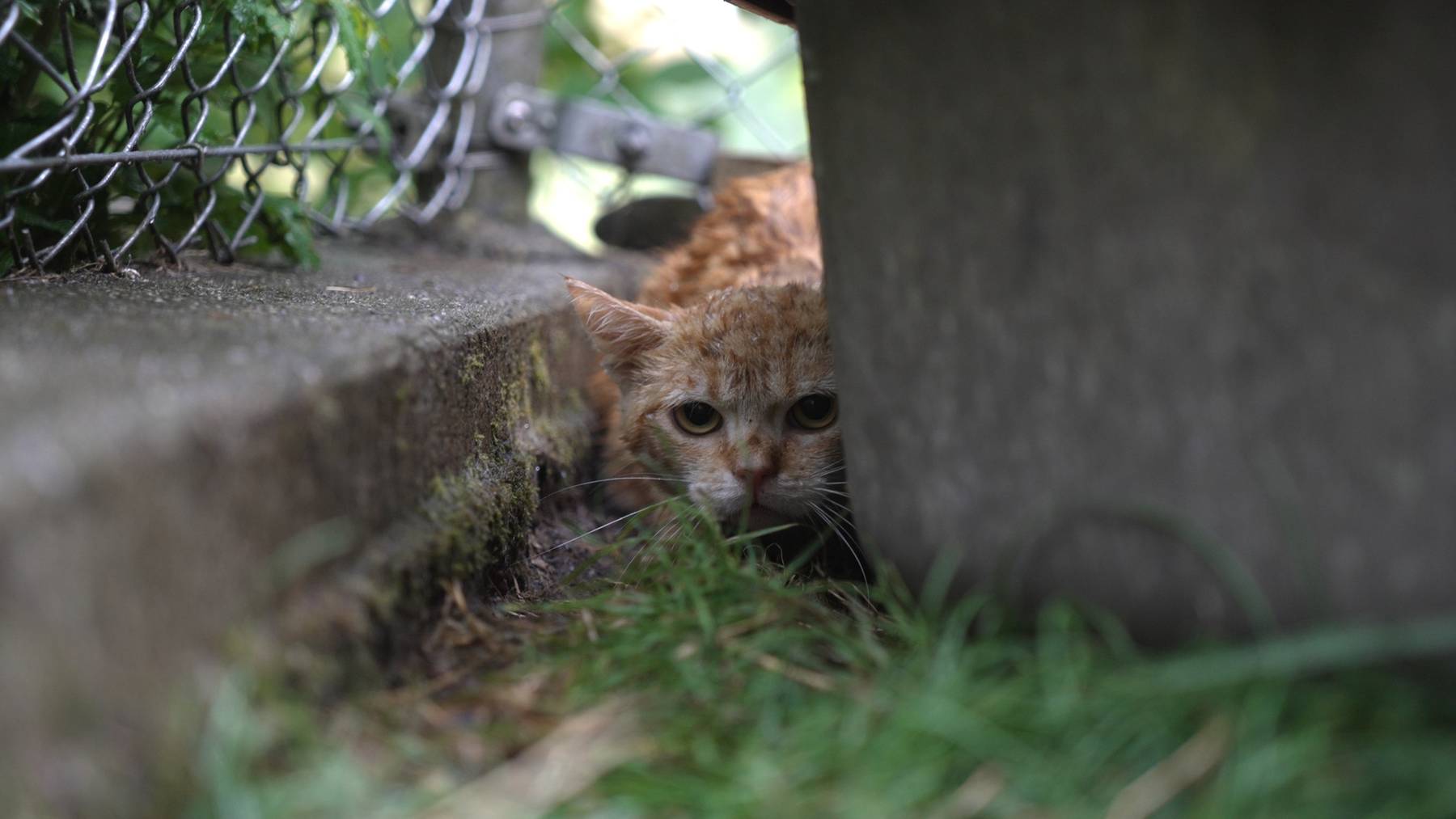 Jungkatzen