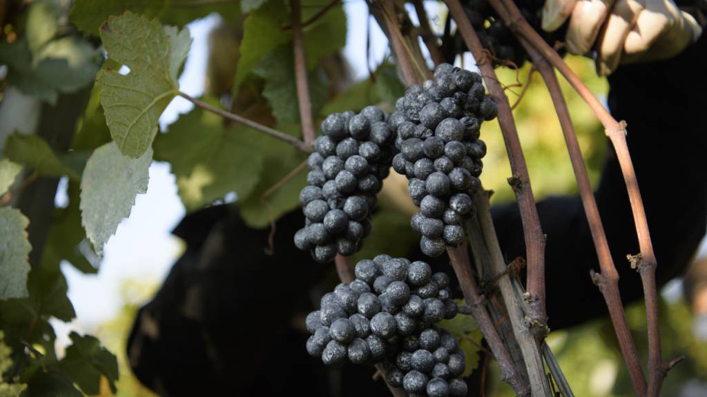 Während die Weinlese beim Schaumwein «Crémant» im Burgund früher beginnt, rechnen französische Winzer mit einer verspäteten Rot- und Weissweinernte. Die Trockenheit und die Hitze haben den Reben in der französischen Weinregion ziemlich zugesetzt. (Archivbild)