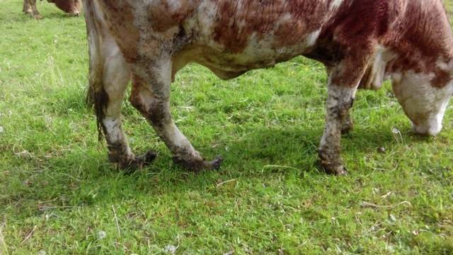 Weitere Vorwürfe gegen Veterinäramt