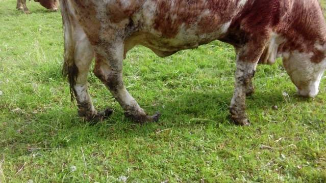 Weitere Vorwürfe gegen Veterinäramt