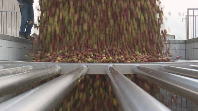 Traktoren im Minutentakt: Bei der Mosterei Möhl in Arbon herrscht Hochbetrieb