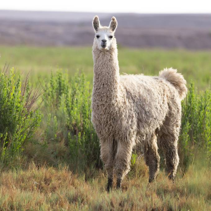 Hund von Aargauerin beisst zwei Lamas – Besitzer zeigt Frau an