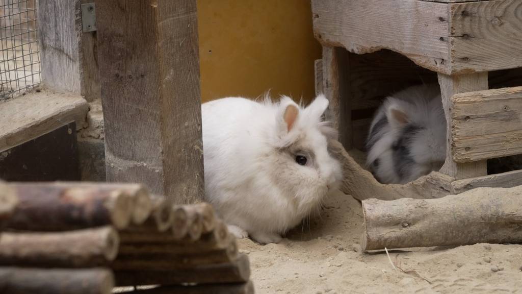 Diego & Adela