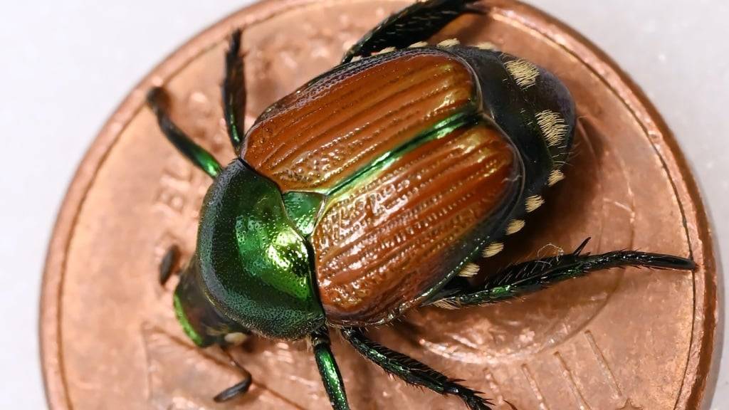 Der Japankäfer ist etwa zehn bis zwölf Millimeter lang und hat kupferfarbene Flügeldecken. (Archivaufnahme)