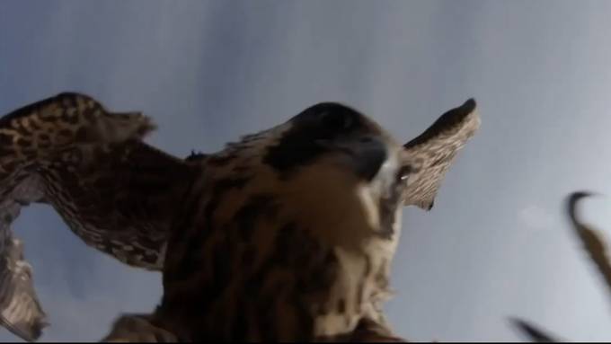 Drohne filmt, wie ein Falke sie vom Himmel holt