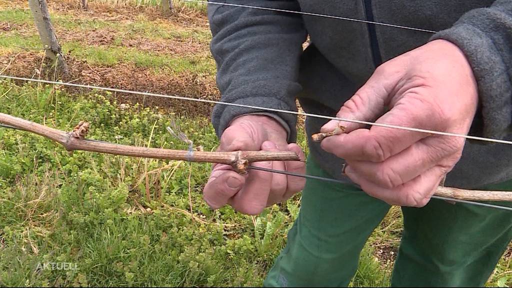 Frust wegen Frost: Bauern leiden erneut wegen Kälte