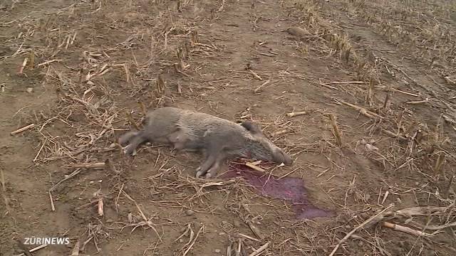 Wildschweinmörder vor Gericht