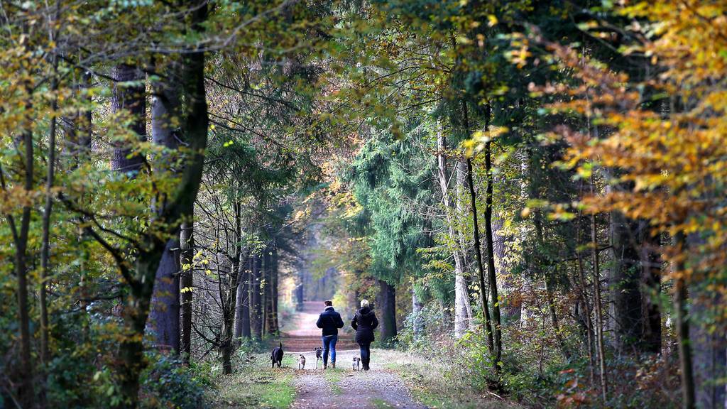 Tag vom Baum