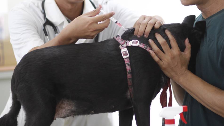 Ein Hundebesitzer lässt sein Tier in einer staatlichen Klinik in Taipeh, Taiwan, gegen Tollwut impfen.