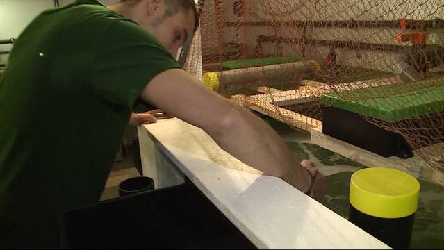 Exotische Leckerbissen aus der Schweiz