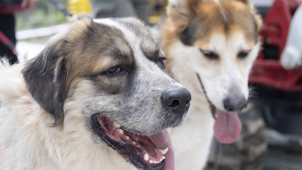 Als wichtigste Ursachen nennt der Verband nicht nur die Aussetzung von Tieren in der Ferienzeit, sondern auch unkontrollierte private Hundezuchten, den zunehmenden Onlinehandel sowie mangelnde Grundkenntnisse vieler Halter. (Symbolbild)