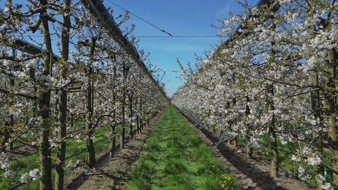 Zug digitalisiert Chriesibluescht: Whatsapp-Kanal informiert über Blütenstand