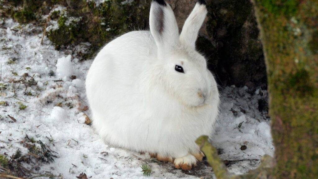 Ein Schneehase im Tierpark Goldau. (Archivbild)