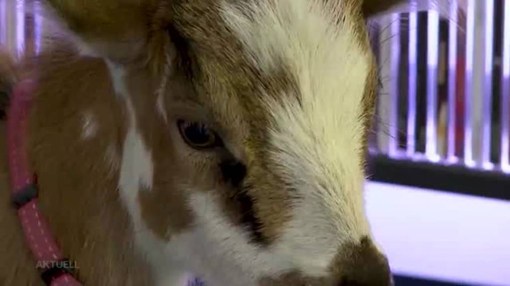 Tierischer Sieger: Hund Mex ist das herzigste Tier im Argovialand