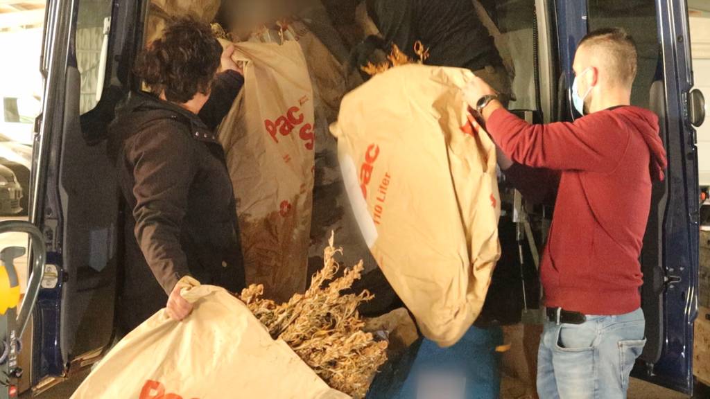Polizei vernichtet Drogen im Wert von 24 Millionen Franken