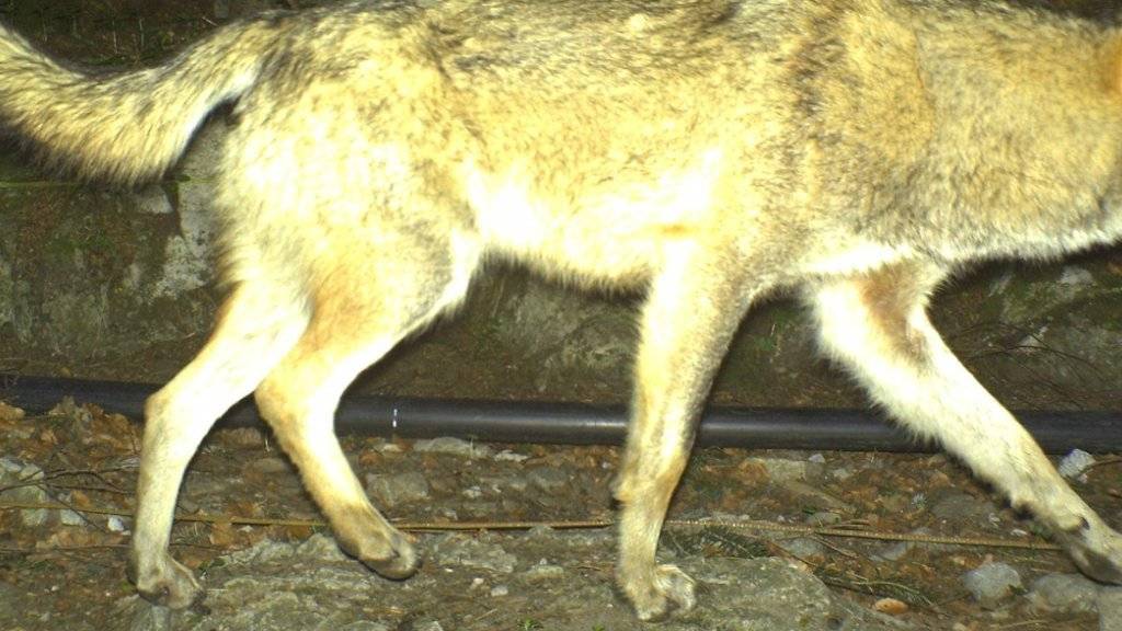 In Seelisberg UR hat am Montag ein automatische Kamera einen Wolf festgehalten. Diese war von der Urner Jagdverwaltung aufgestellt worden.