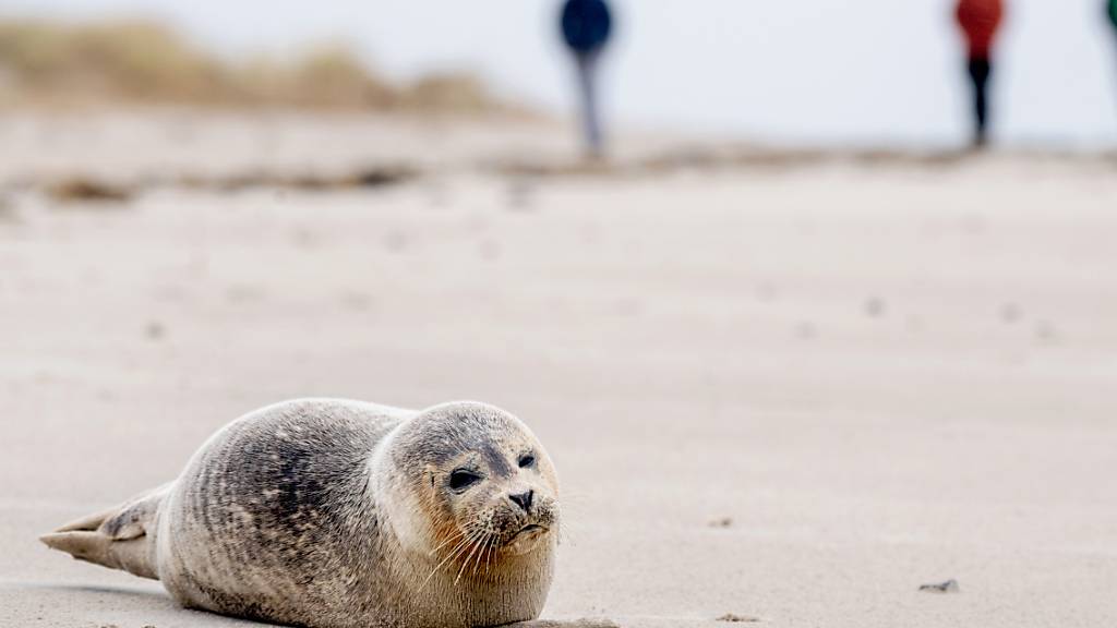 Eine App soll an der deutschen Nordseeküste die Rettung verlassener Seehundbabys und anderer Meeressäuger erleichtern. (Archivbild)