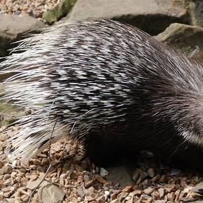 Céline's Zoo-Highlight (Achtung Jöh-Alarm)