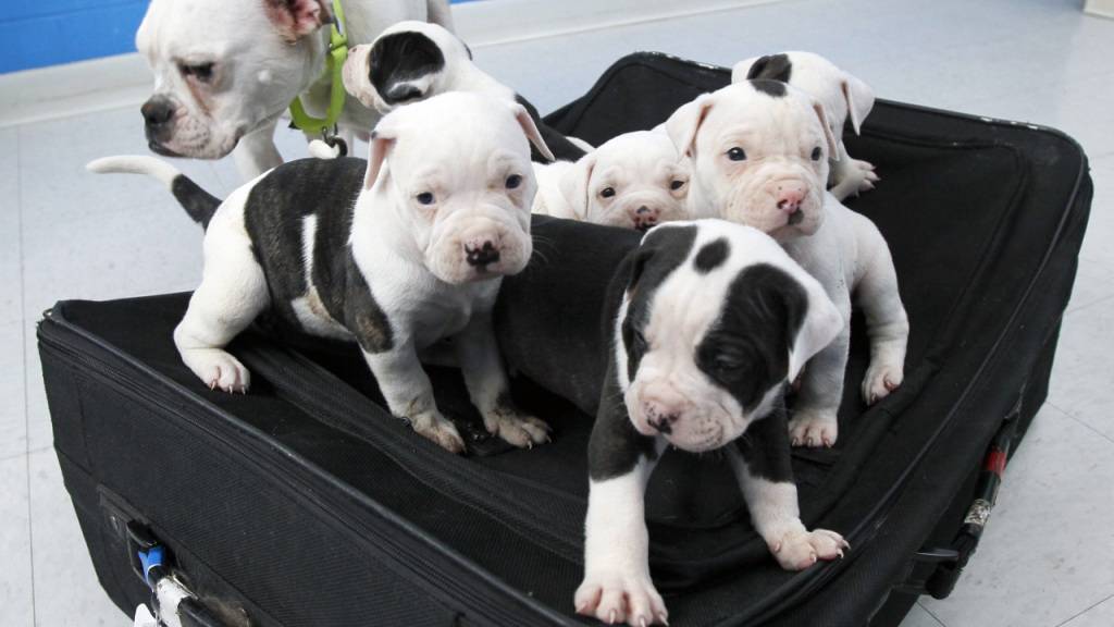 Der Bundesrat will die Regeln für den Import von Hundewelpen aus dem Ausland verschärfen. (Themenbild)