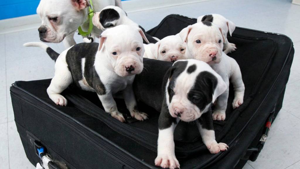 Der Bundesrat will die Regeln für den Import von Hundewelpen aus dem Ausland verschärfen. (Themenbild)