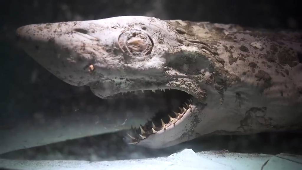 Szenen wie aus dem Horrorfilm: Youtuberin findet «Zombie-Hai» in verlassenem Aquarium