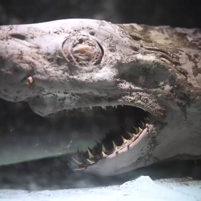 Youtuberin findet «Zombie-Hai» in verlassenem Aquarium