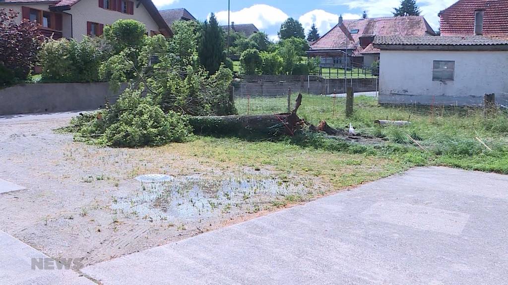 Lüterswil SO: Ein Mann wird von einem umstürzenden Baum getroffen