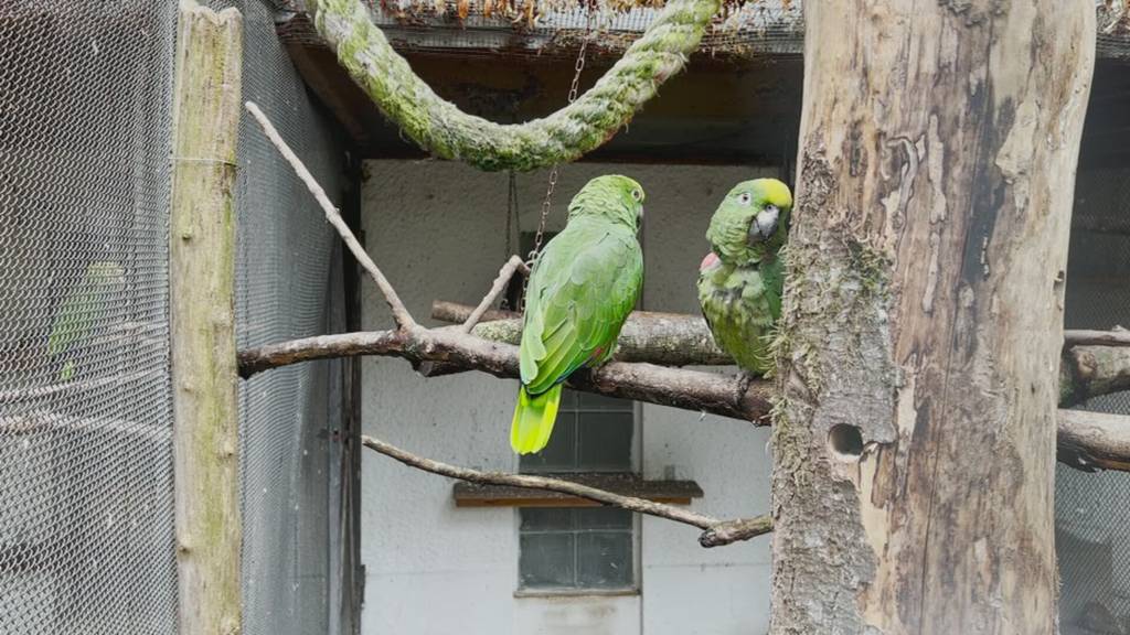 Thuner Vogelvoliere wird geschlossen