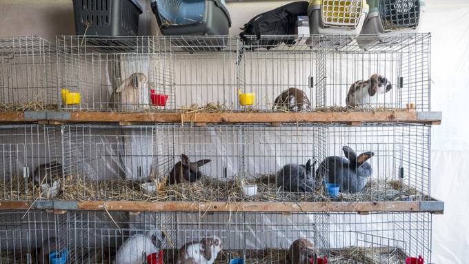 Schweizer Tierschutz ruft zu Impfung gegen Kaninchenseuche auf