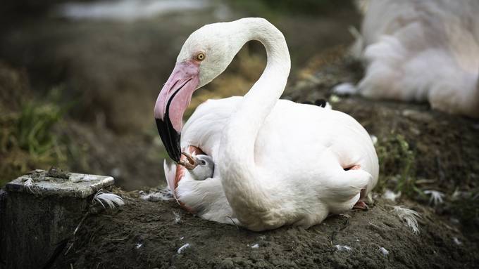 Flamingo-Nachwuchs im Walter Zoo