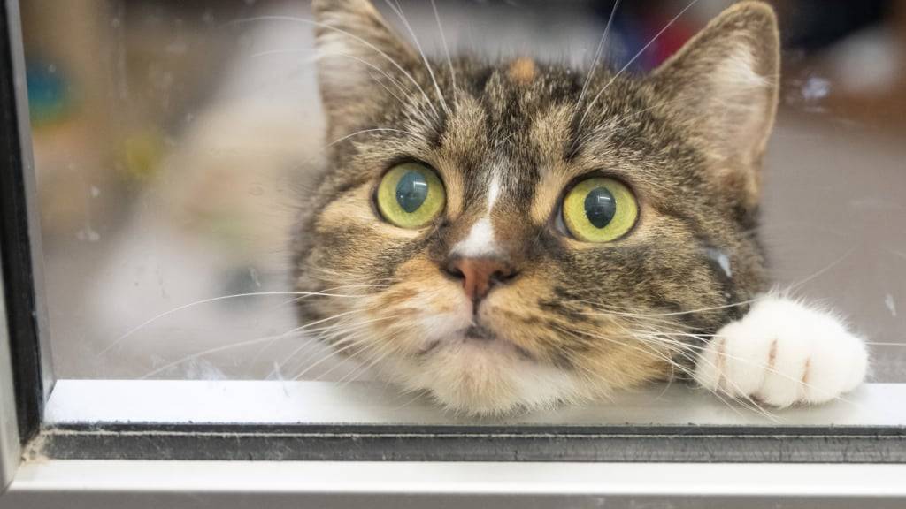 Eine Rentnerin soll in Zürich den Kater einer Nachbarin «angefüttert» haben. Vor Gericht konnte sie sich mit der Besitzerin auf einen Vergleich einigen. (Symbolbild)