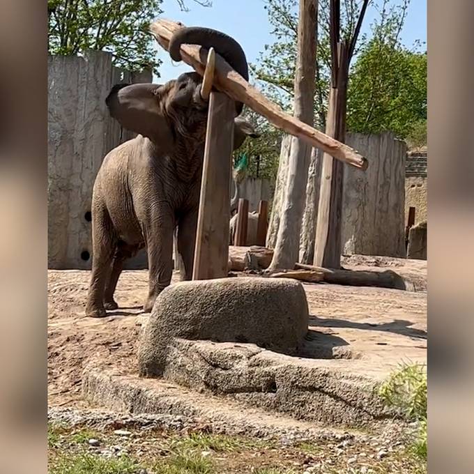 Elefant im Basler Zolli wird mit Kunststück zum Internet-Hit