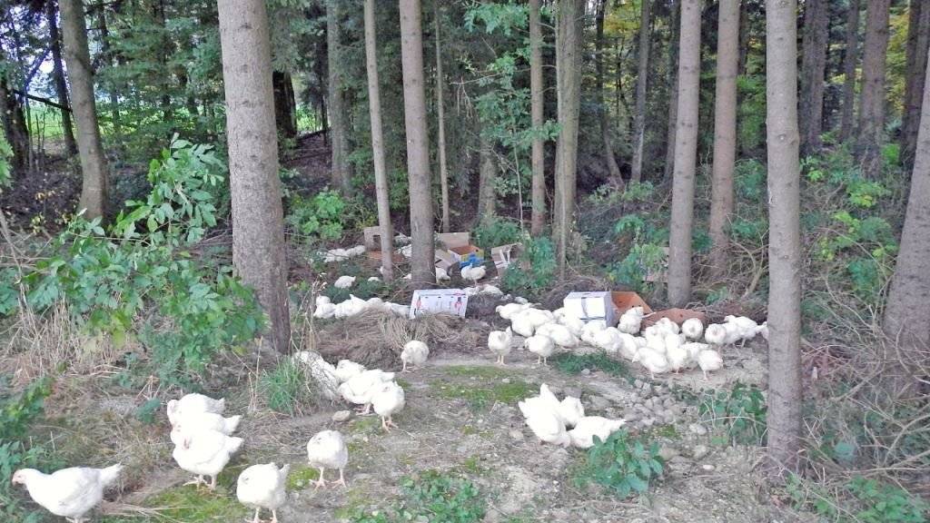 Ein junger Mann hat nach Angaben der Polizei gestanden, in einem Thurgauer Wald 150 Hühner ausgesetzt zu haben. (Archivbild)