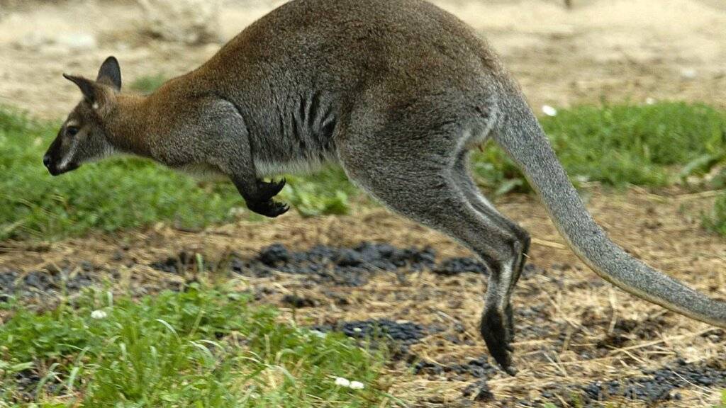 Die mediale Aufregung ist vorbei: Ein ausgebüxtes Känguru ist im Kanton Aargau wieder eingefangen worden. (Symbolbild)