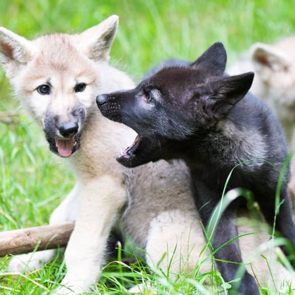 Im Kanton Graubünden ist ein neues Wolfsrudel entstanden