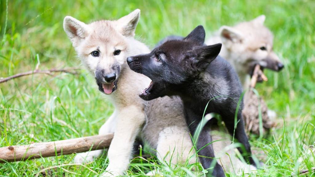 Eine Privatperson beobachtete in der Gemeinde Klosters drei Wolfswelpen. (Symbolbild)