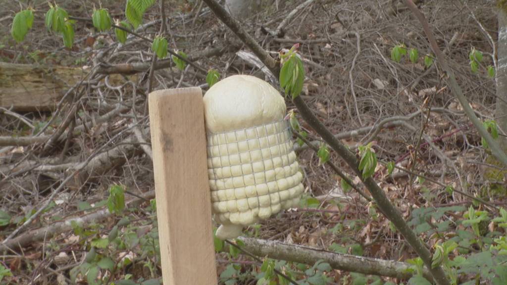 Stinkende Holzpfosten sollen Wildunfälle verhindern