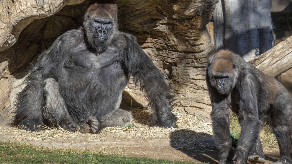 Mehrere Gorillas im San Diego Zoo Safari Park wurden positiv auf das Coronavirus getestet. Es wird vermutet, dass sich die Tiere trotz Sicherheitsvorkehrungen des Zoos bei einem asymptomatischen Mitarbeiter angesteckt haben. Foto: Ken Bohn/San Diego Zoo Global/AP/dpa