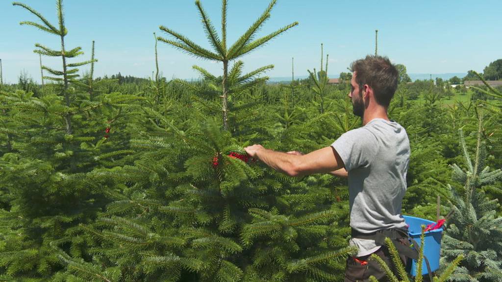 Besuch bei Häggenschwiler Christbaumzucht mitten im Sommer