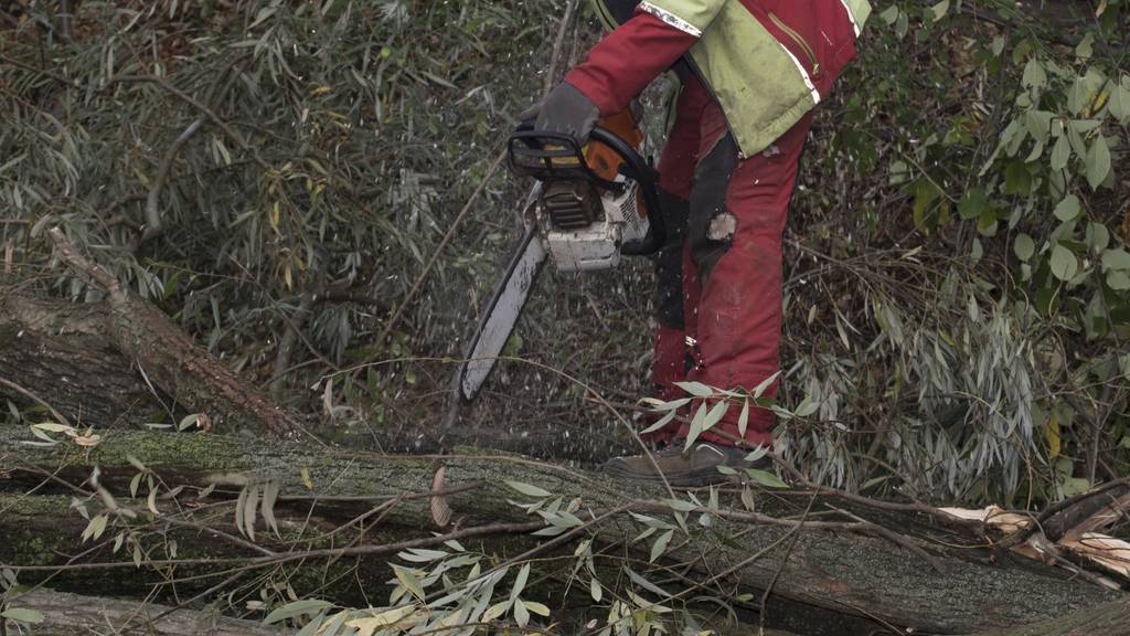 Wieso die beiden Männer während den Forstarbeiten von einem umfallenden Baum getroffen wurden, ist derzeit nicht klar. (Symbolbild)