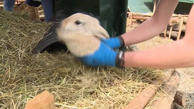 Nach Waffenfund: Häslihof Abtwil wird geräumt