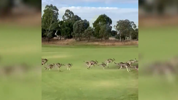 Hunderte von Kängurus stürmen Golfplatz in Australien