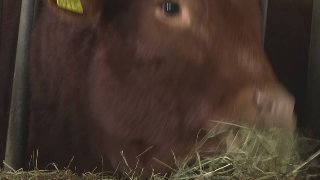 Missgeschick: Landwirt Felix Schneider erklärt, wie Kuh Maria ins Gülleloch fiel