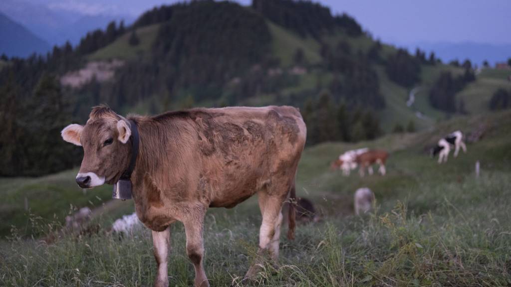 Auch in der Schweiz sind Kühe erkrankt. Ob am selben Virus, ist bislang nicht bekannt. (Symbolbild)