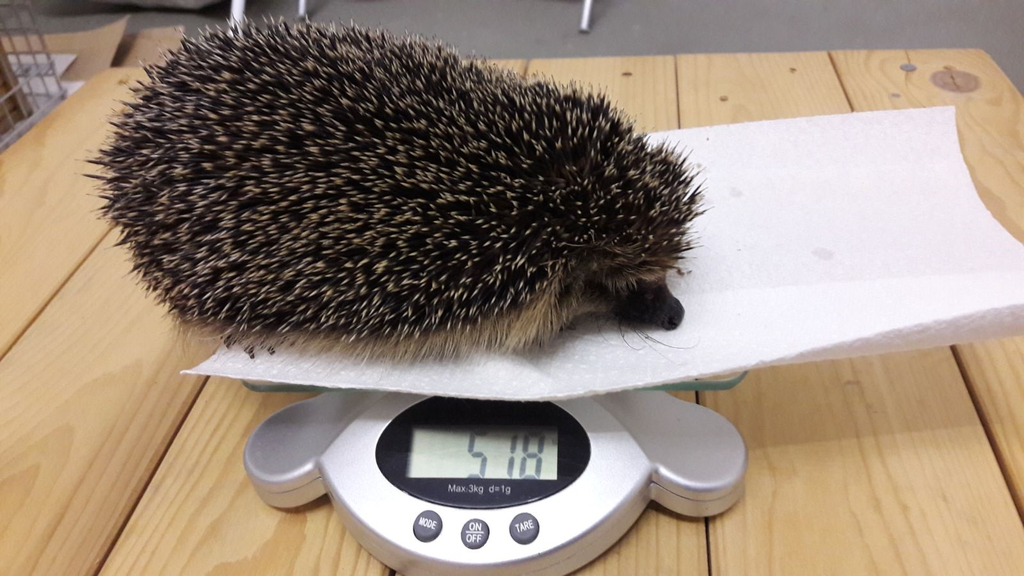 Igel sind häufige Fahrgäste der Kleintier-Rettung. (Bild: zVg)