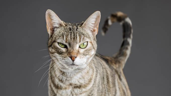 Alle Katzen sollen kastriert werden