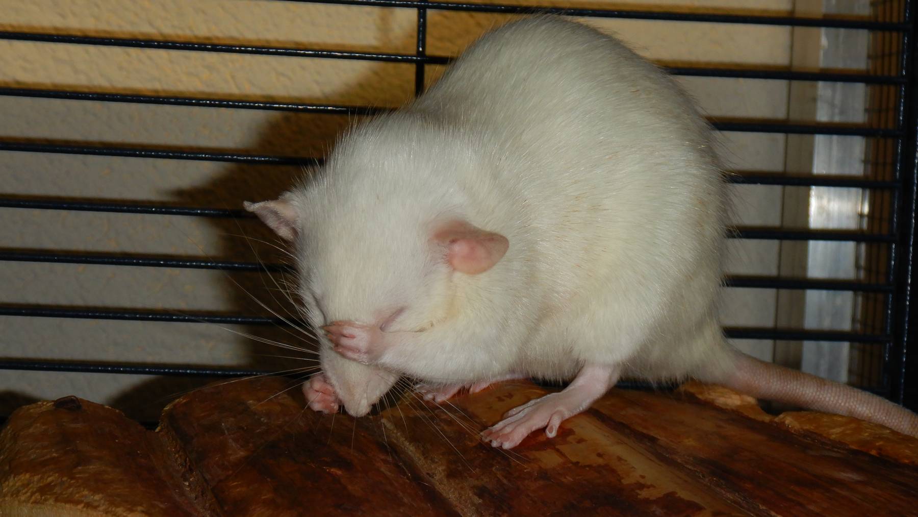 Ratten 02