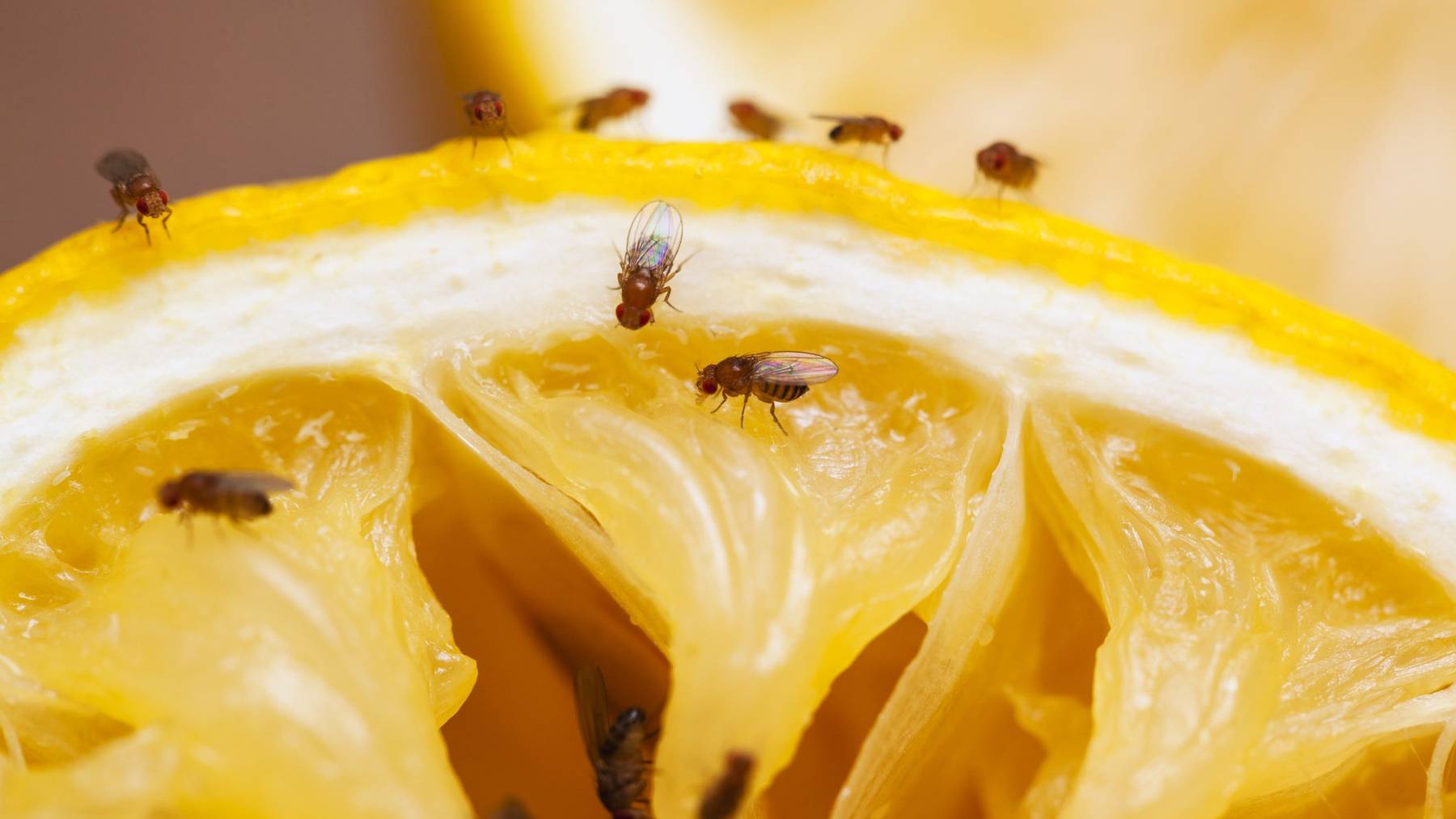 Die lästige Nebenerscheinung des Sommers: Fruchtfliegen überall.