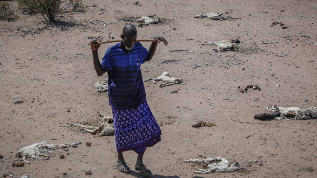 Der kenianische Hirte Yusuf Abdullahi steht zwischen den Kadavern seiner 40 verhungerten Ziegen. (Archivbild)